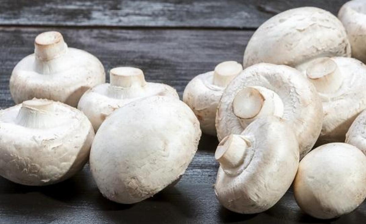 Benefits of Mushroom
