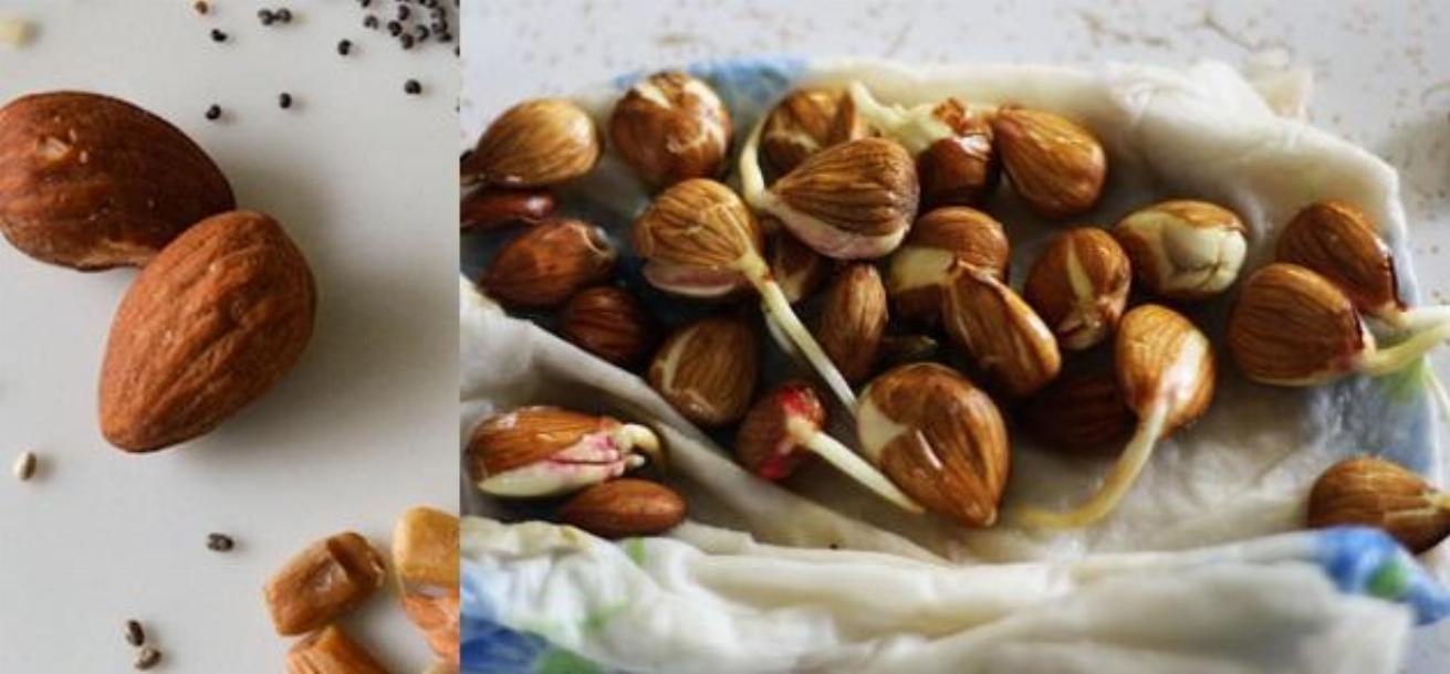 Nuts Sprouting Benefits My Healthy Breakfast